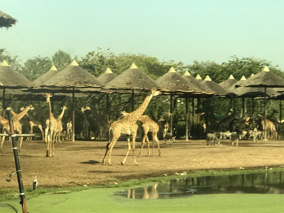 Photo of Safari World, Thanon Panya Intra, Sam Wa Tawan Tok, Khlong Sam Wa, Bangkok, Thailand by Himanshu Garg