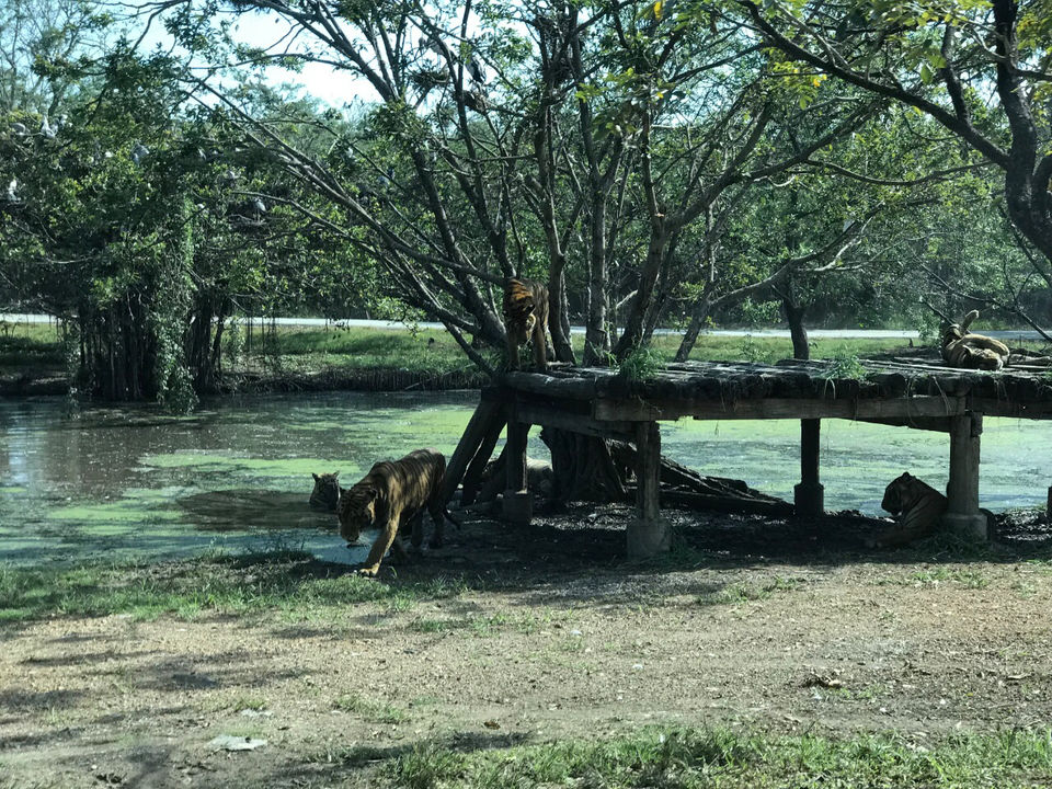 Photo of Safari World, Thanon Panya Intra, Sam Wa Tawan Tok, Khlong Sam Wa, Bangkok, Thailand by Himanshu Garg