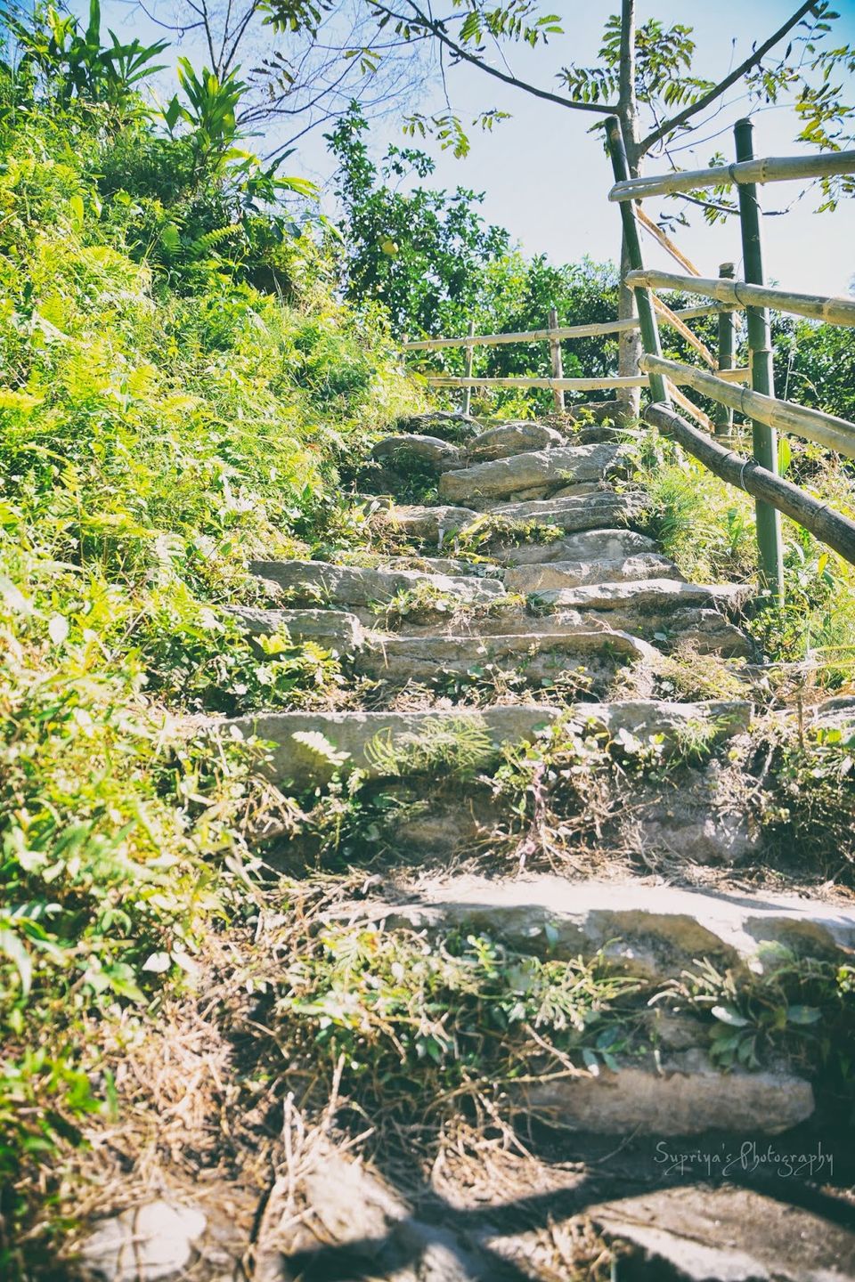 Photo of Rimbi Orange Garden, Pelling-Rimbi Road, Pelling, Sikkim, India by Supriya Samanta