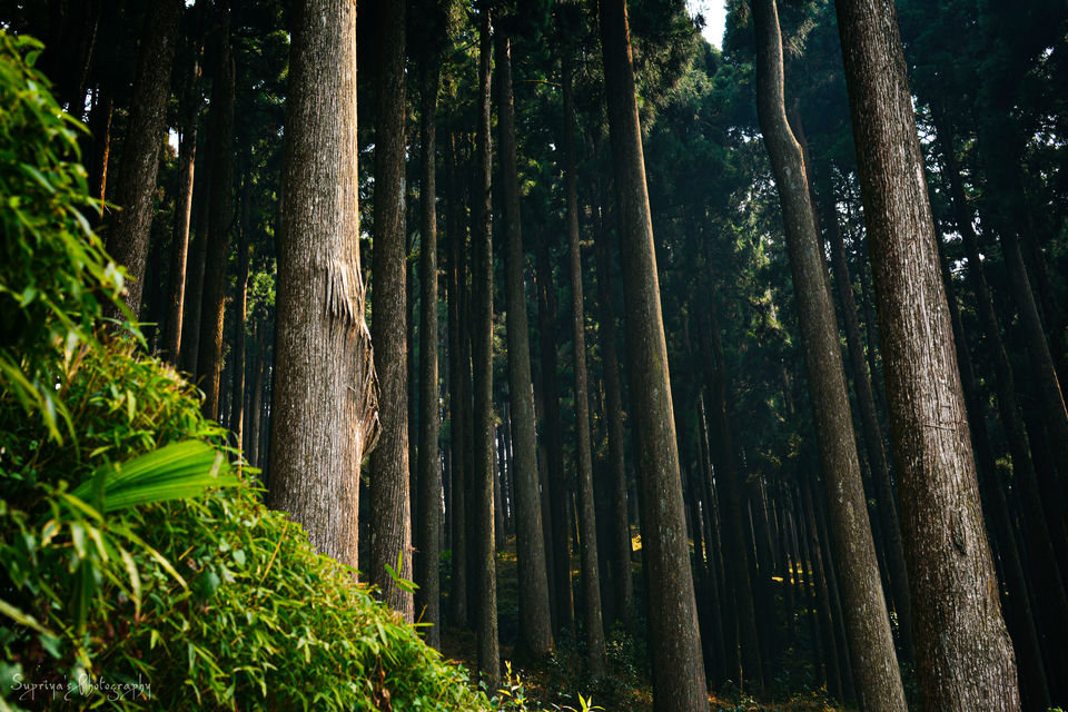 Photo of Lamahatta Eco Park, Tukdah, West Bengal, India by Supriya Samanta