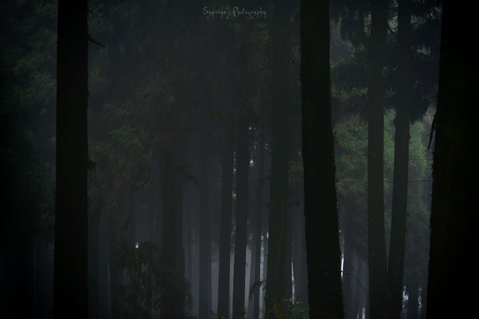Photo of Lepcha Jagat, West Bengal, India by Supriya Samanta