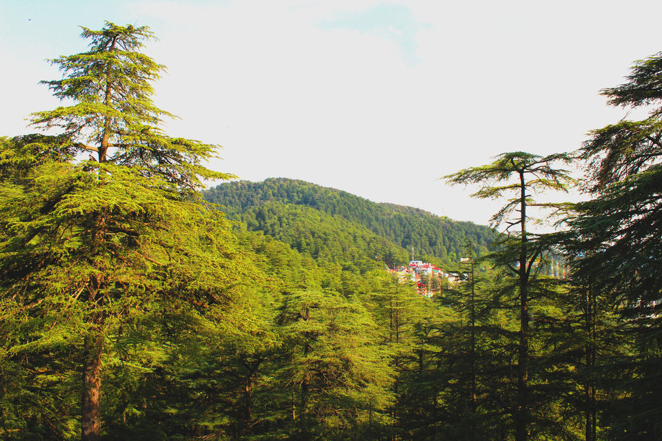 Photo of Chail Palace, Palace Rd, Chail, Himachal Pradesh, India by urvashi singh