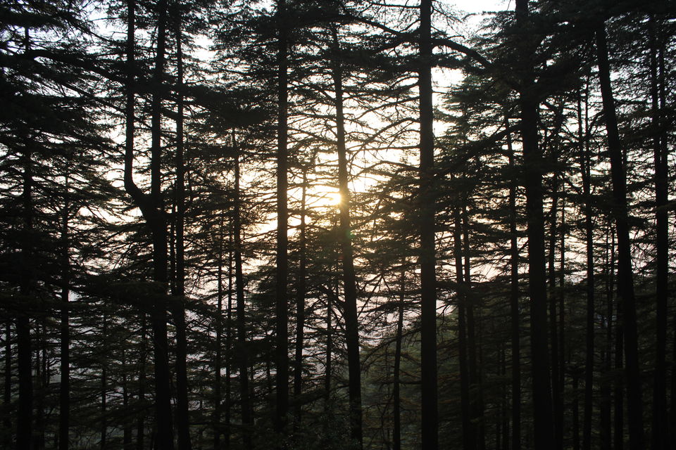 Photo of Chail Palace, Palace Rd, Chail, Himachal Pradesh, India by urvashi singh