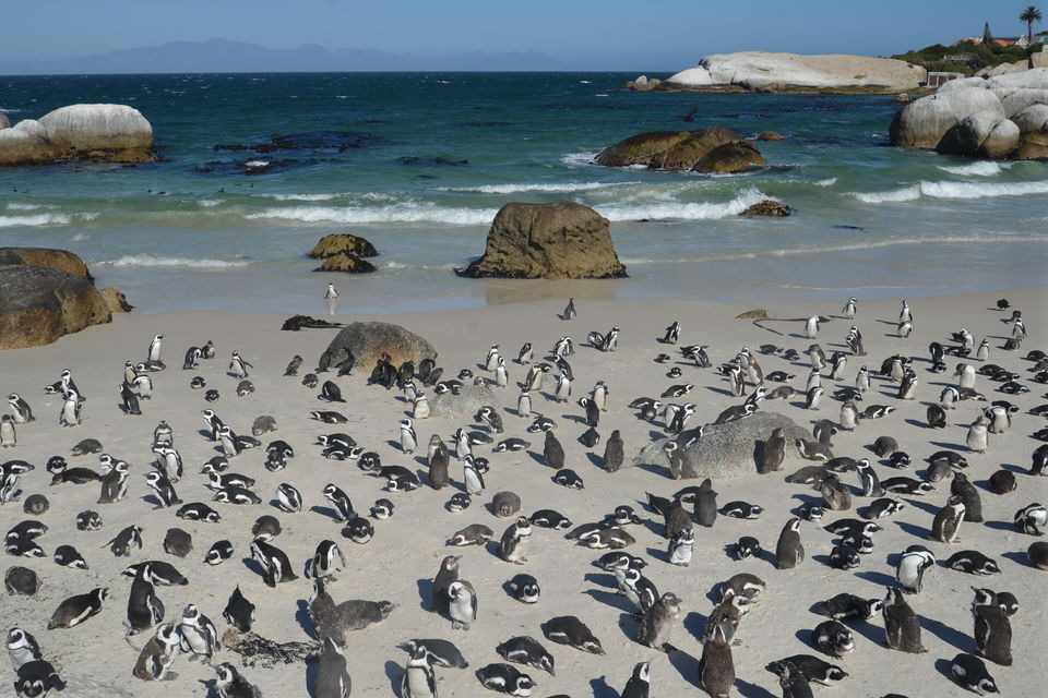 Photo of Capetown will never be enough for you 10/14 by urvashi singh