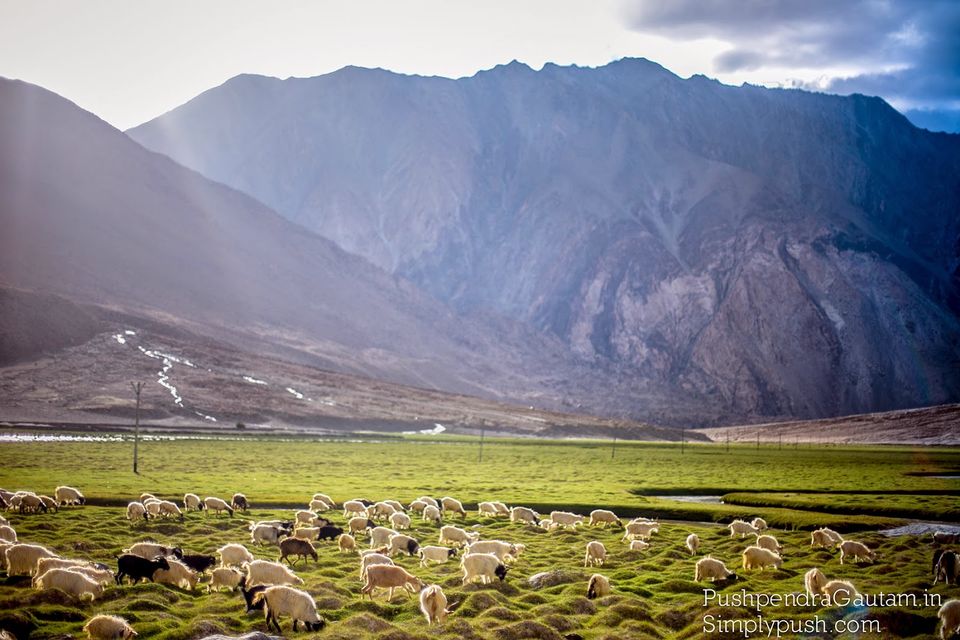 Photo of Ladakh Diaries: Pangong Tso-Canvas Of The Sky 2/10 by srishti jugran