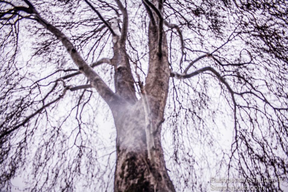 Photo of Jannat-e-Kashmir: A heavenly trail of Srinagar by srishti jugran