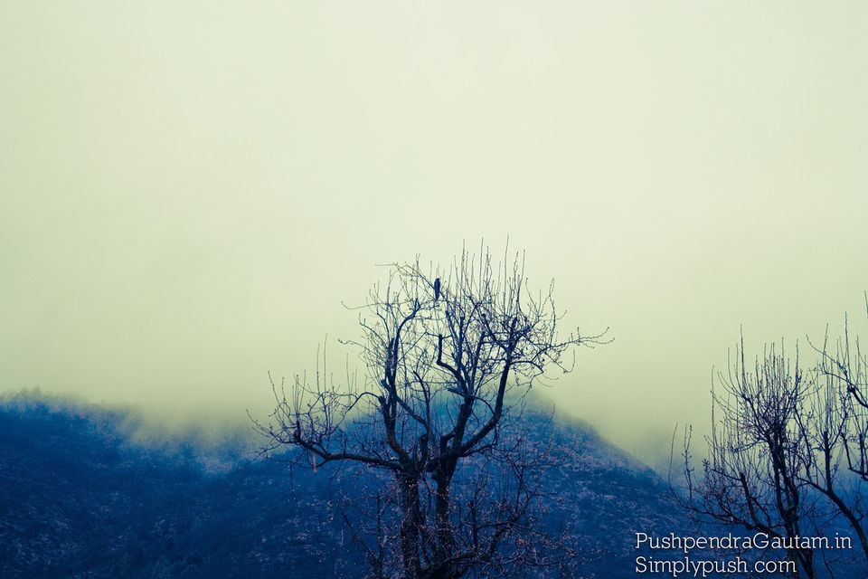 Photo of Jannat-e-Kashmir: The Golden Meadow 1/19 by srishti jugran