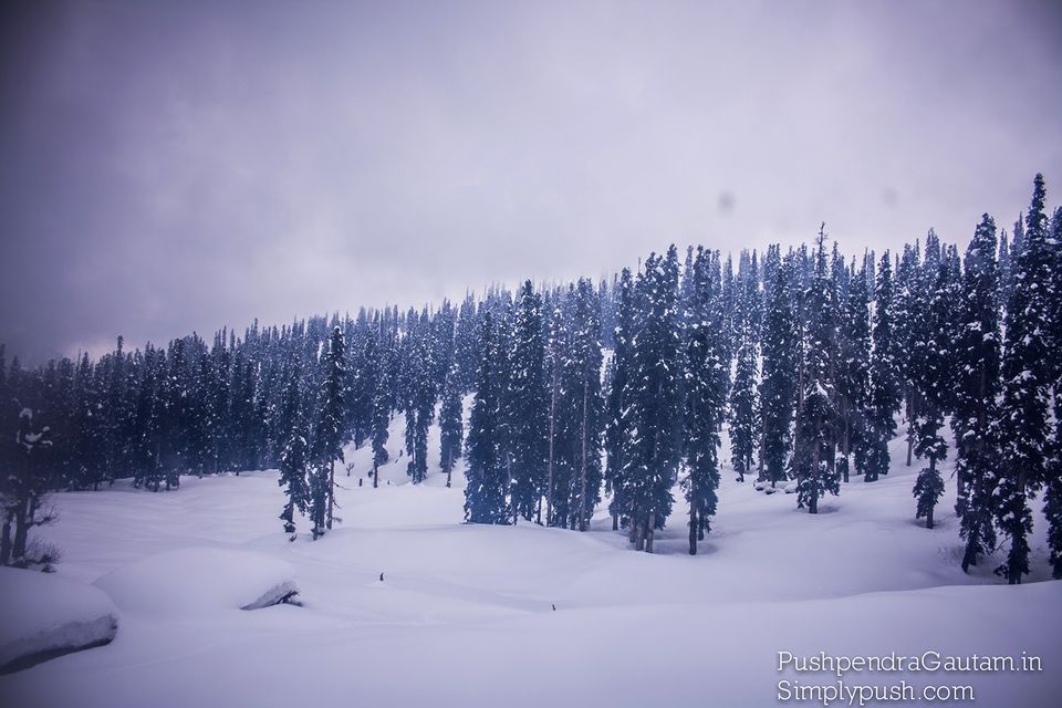 Photo of Jannat-e-Kashmir: The Golden Meadow 13/19 by srishti jugran