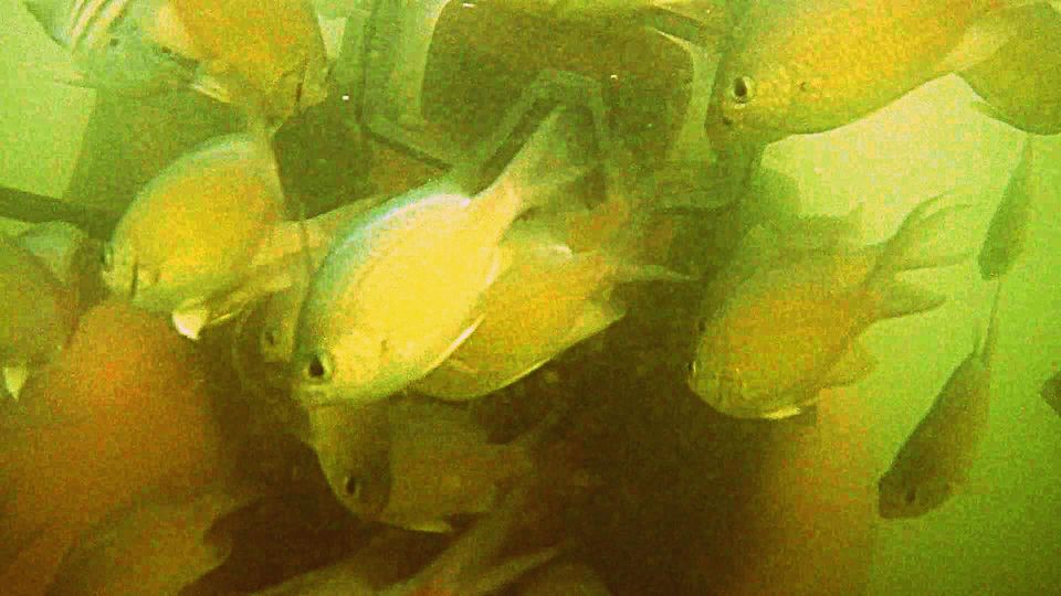 Photo of Pure Beach Experiences with Scuba Dive Adventure 13/13 by Shivam Shinde