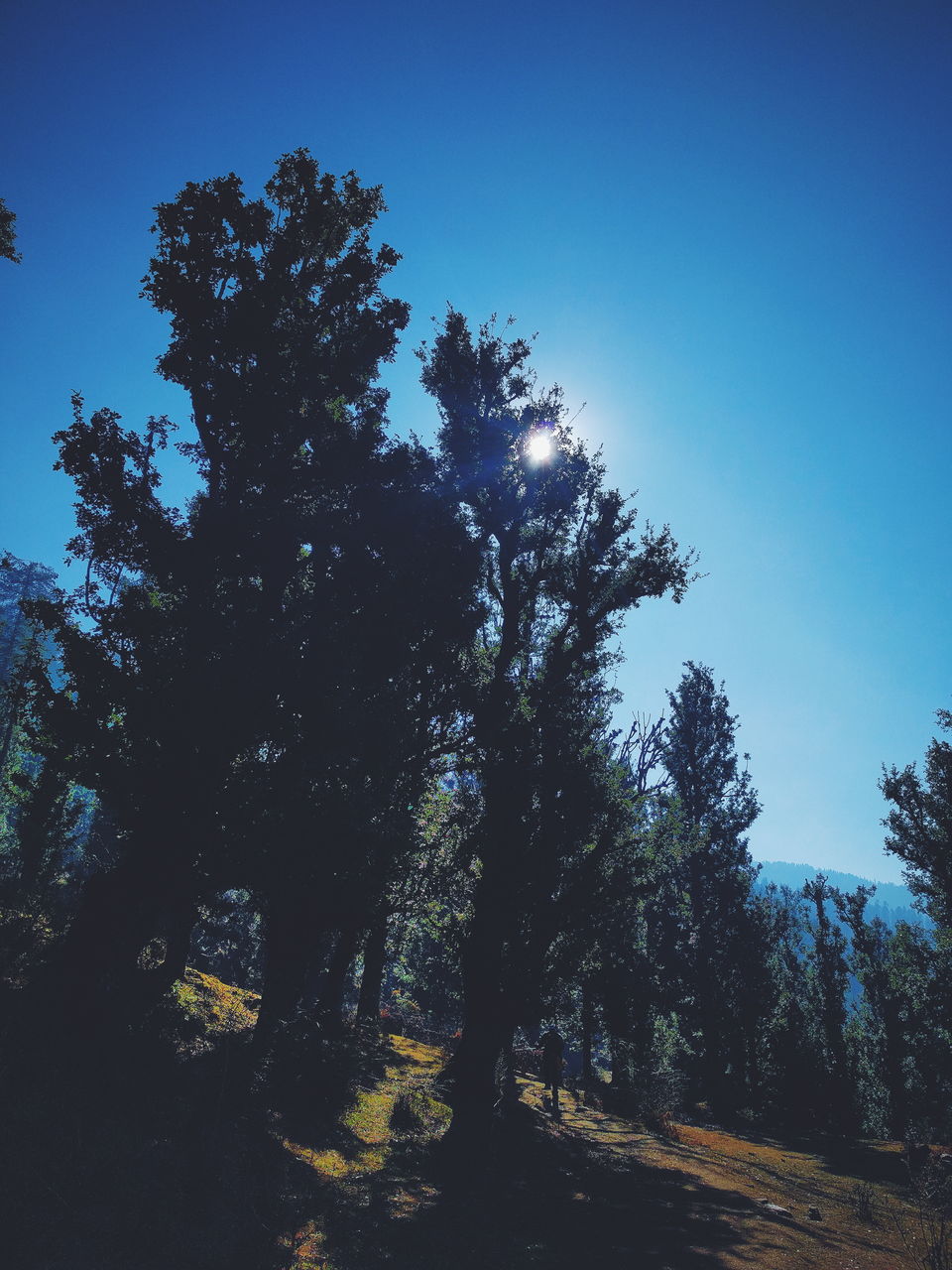 Photo of First High Altitude trek to Kedarkantha (12,500 feet) by IndiaHikes by Shivang Kapoor