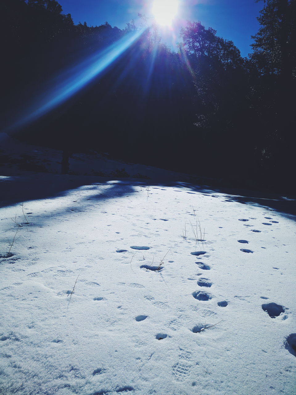 Photo of First High Altitude trek to Kedarkantha (12,500 feet) by IndiaHikes by Shivang Kapoor
