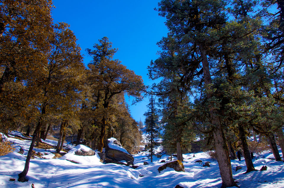 Photo of First High Altitude trek to Kedarkantha (12,500 feet) by IndiaHikes by Shivang Kapoor