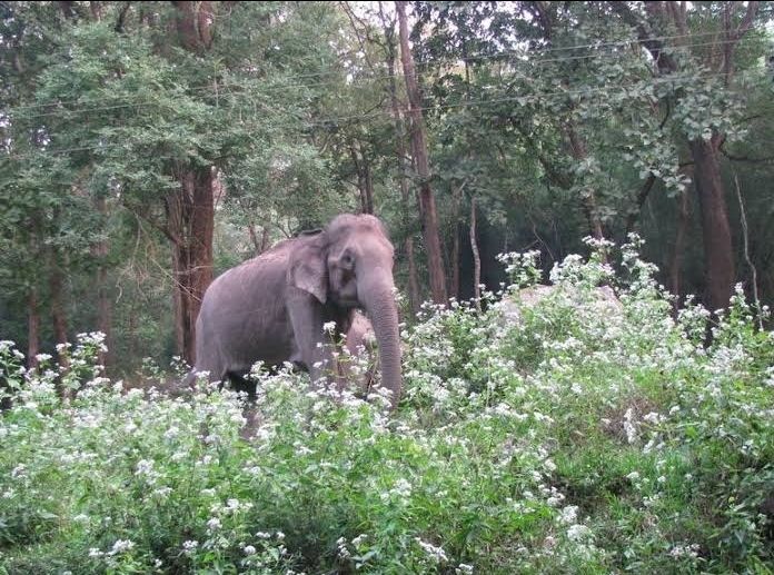 Photo of Nelliyampathy by Ershad PopZeins