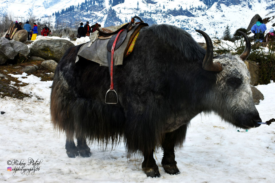 Photo of Solang Valley, Solang Valley, Burwa, Himachal Pradesh, India by Riken