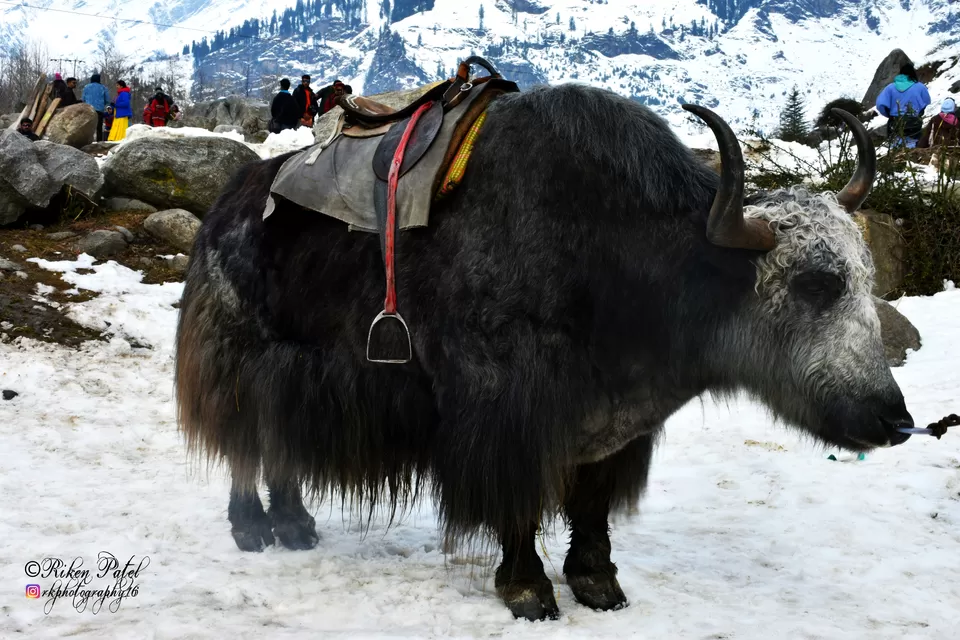 Photo of Solang Valley, Solang Valley, Burwa, Himachal Pradesh, India by Riken