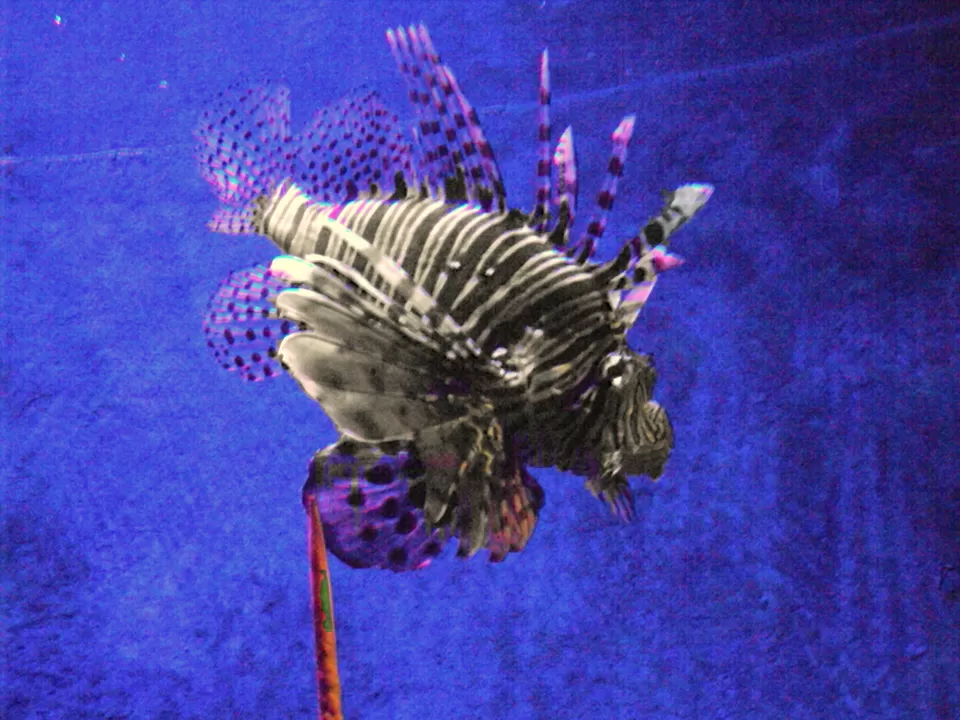 Photo of Thailand, Thailand by Shreya Banerjee