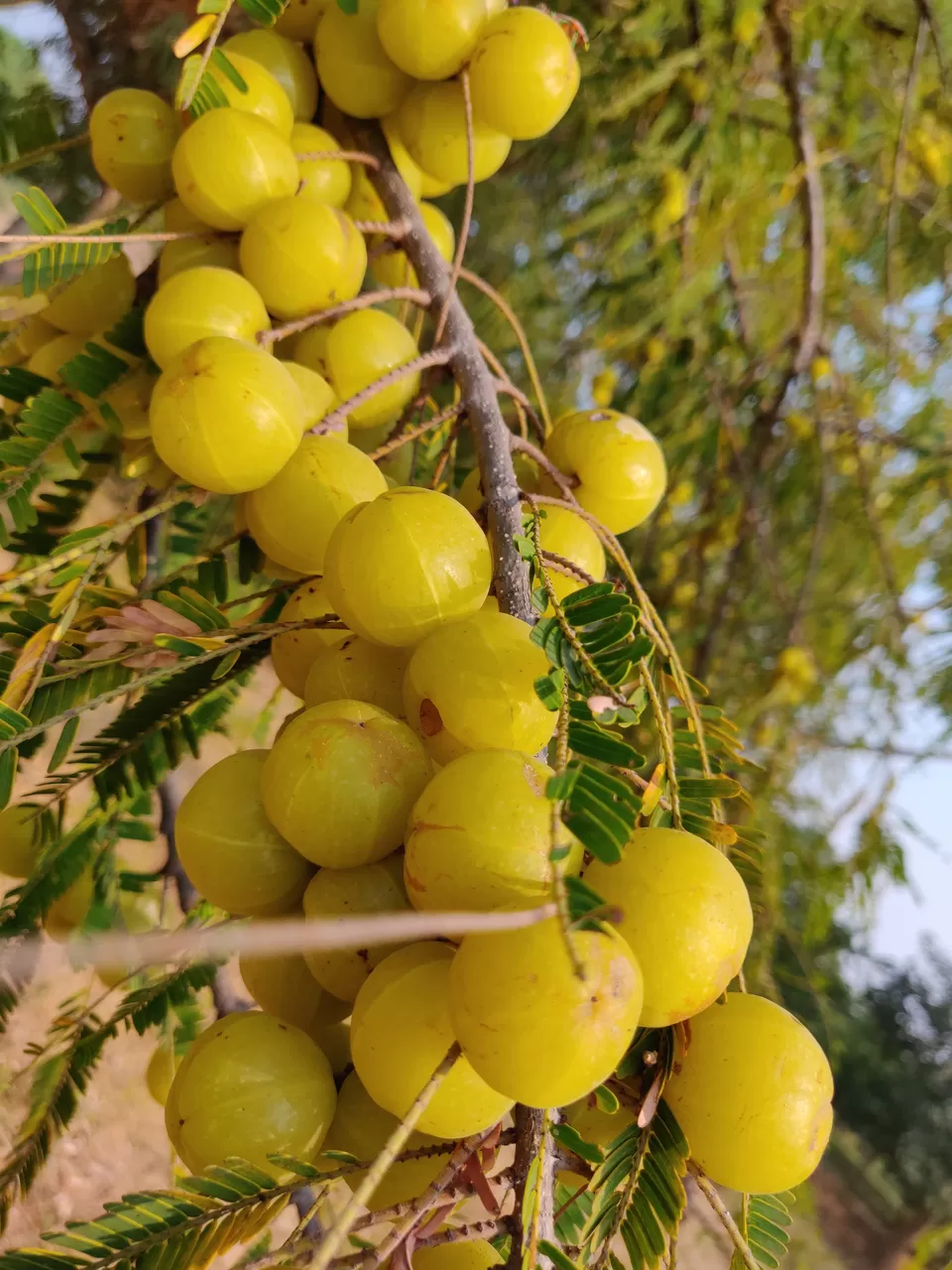 Photo of चित्रकूट जिला में छुपा अमरूद का जंगल by Shiv Singh