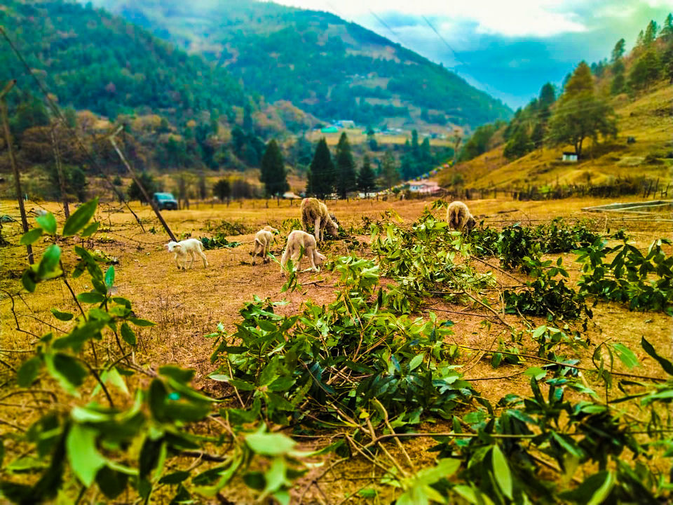 Photo of Sangti by Family On Wheels
