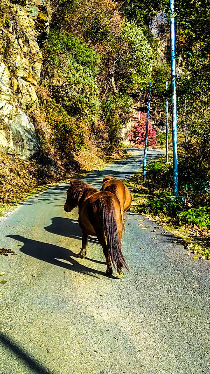 Photo of Arunachal Pradesh : The Land of the Dawn-lit Mountains by Family On Wheels