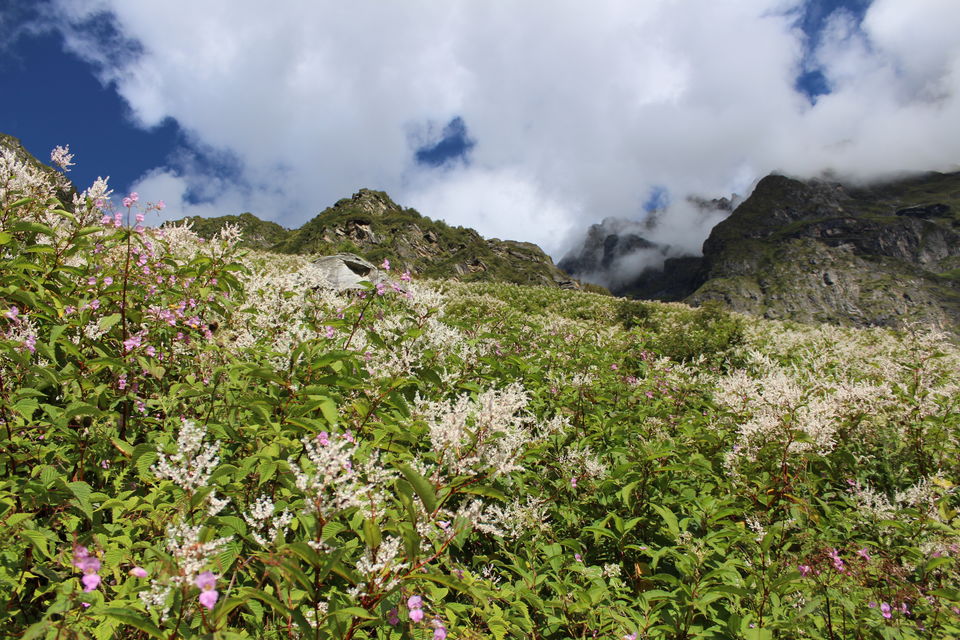 Photo of Hemkund Sahib and Valley of Flowers: Ideal Solo Trekking Destinations 13/14 by Baljinder Singh