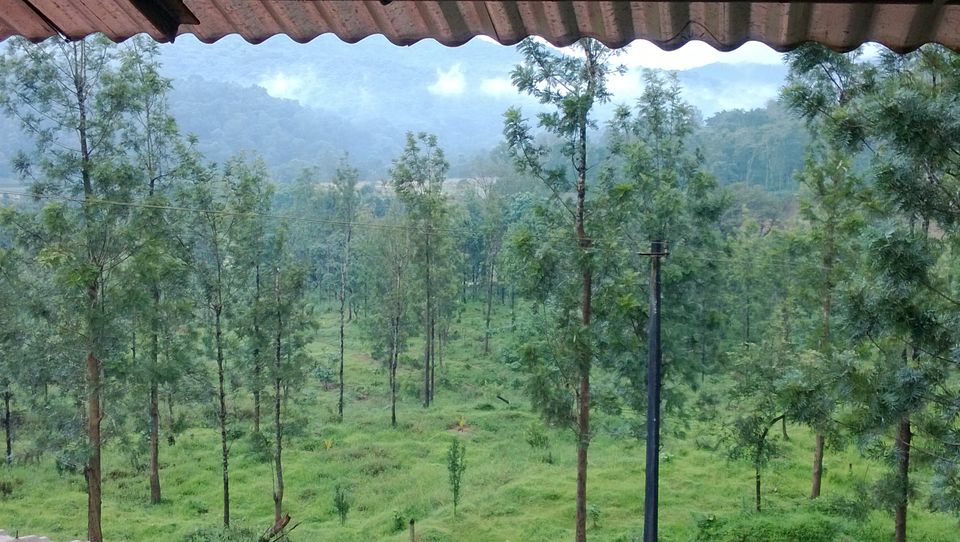 Photo of Immersed in Greenery: Wayanad, Kerela 4/9 by Pragya Srivastava