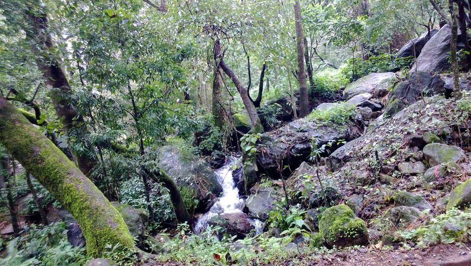 Photo of Immersed in Greenery: Wayanad, Kerela 9/9 by Pragya Srivastava