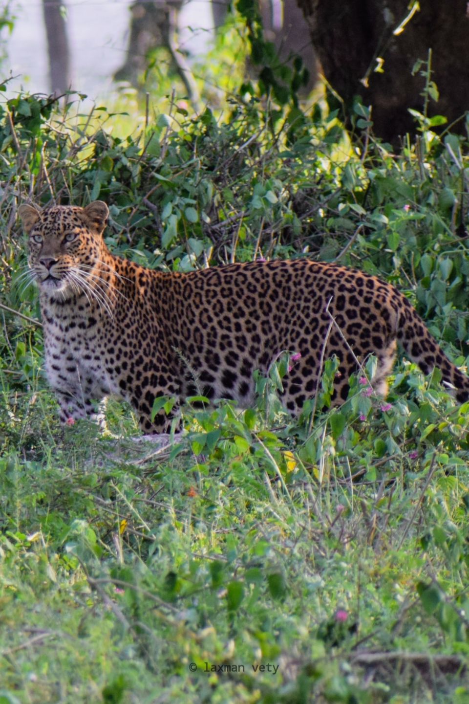 Photo of Moonsoon wild life adventure in bandipur by Laxman Wild