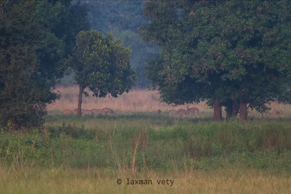 Photo of Land of the tigers....tadoba by Laxman Wild
