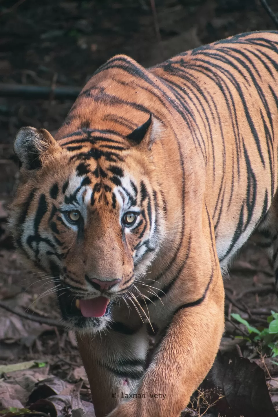 Photo of Land of the tigers....tadoba by Laxman Wild