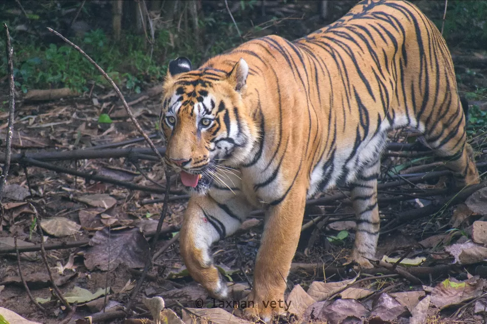 Photo of Land of the tigers....tadoba by Laxman Wild