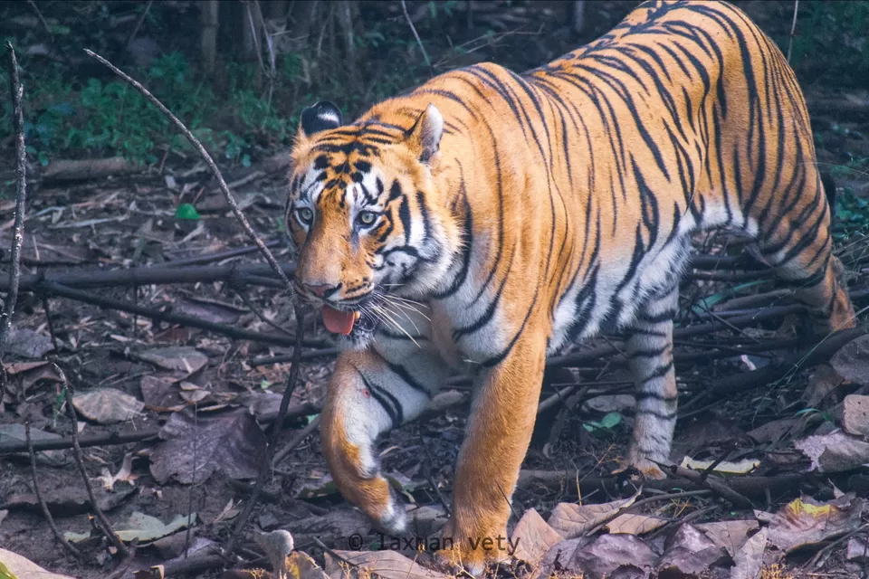 Photo of Land of the tigers....tadoba by Laxman Wild