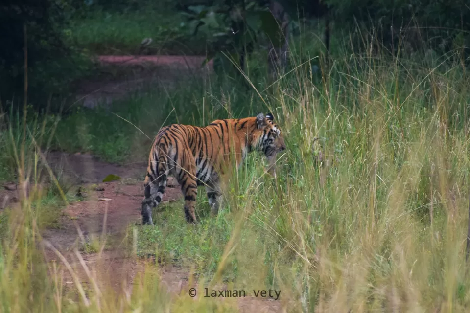 Photo of Land of the tigers....tadoba by Laxman Wild
