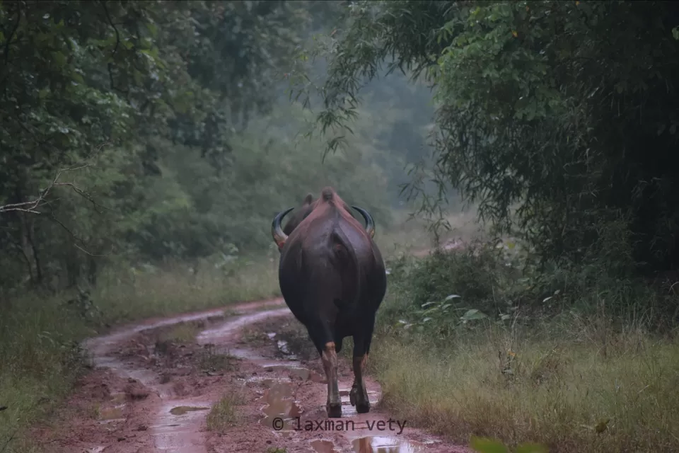 Photo of Land of the tigers....tadoba by Laxman Wild