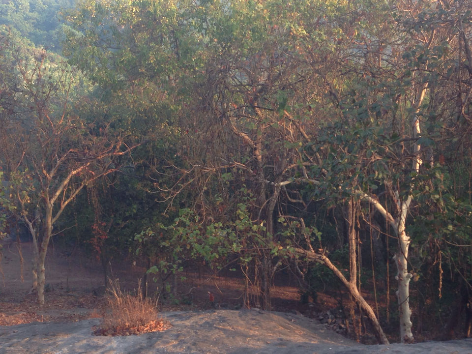 Photo of Ocean Hill, Pareira Farms, Uttan, Mira Bhayandar, Maharashtra, India by Nikhil Das