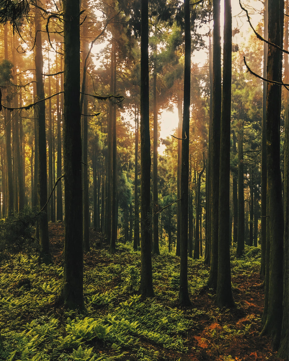 Photo of Chatakpur Road, Sonada Forest, Darjeeling, West Bengal, India by Srideep Ghosh