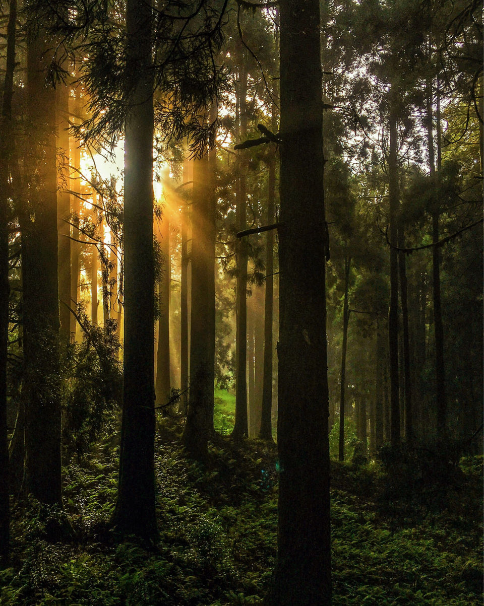 Photo of Chatakpur Road, Sonada Forest, Darjeeling, West Bengal, India by Srideep Ghosh