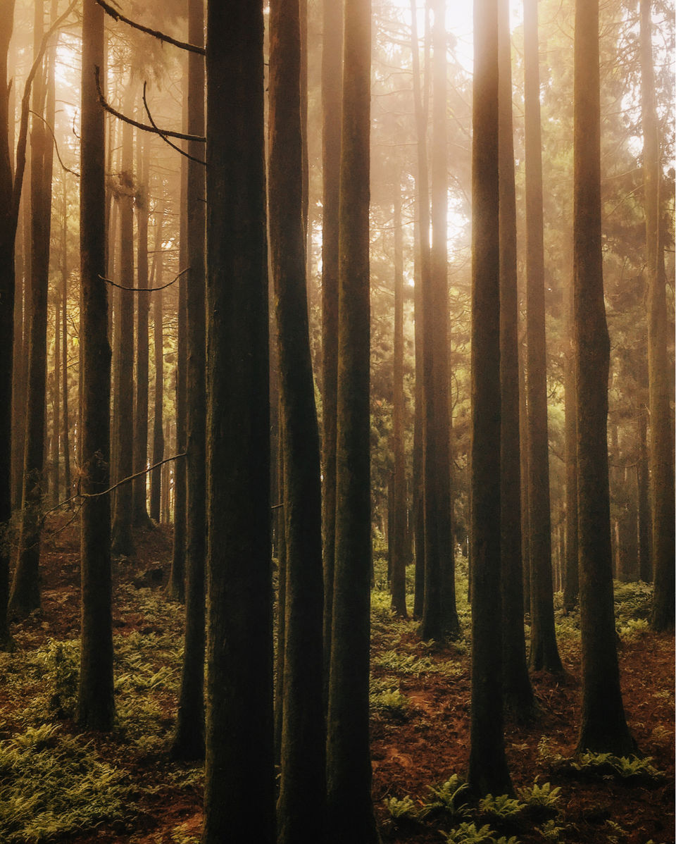 Photo of Chatakpur Road, Sonada Forest, Darjeeling, West Bengal, India by Srideep Ghosh