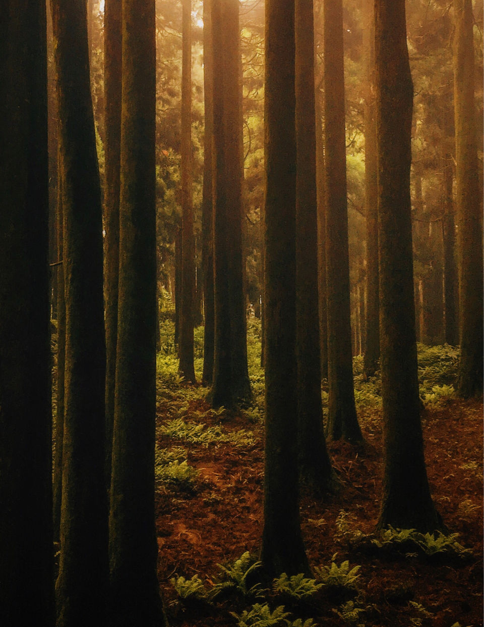 Photo of Chatakpur Road, Sonada Forest, Darjeeling, West Bengal, India by Srideep Ghosh