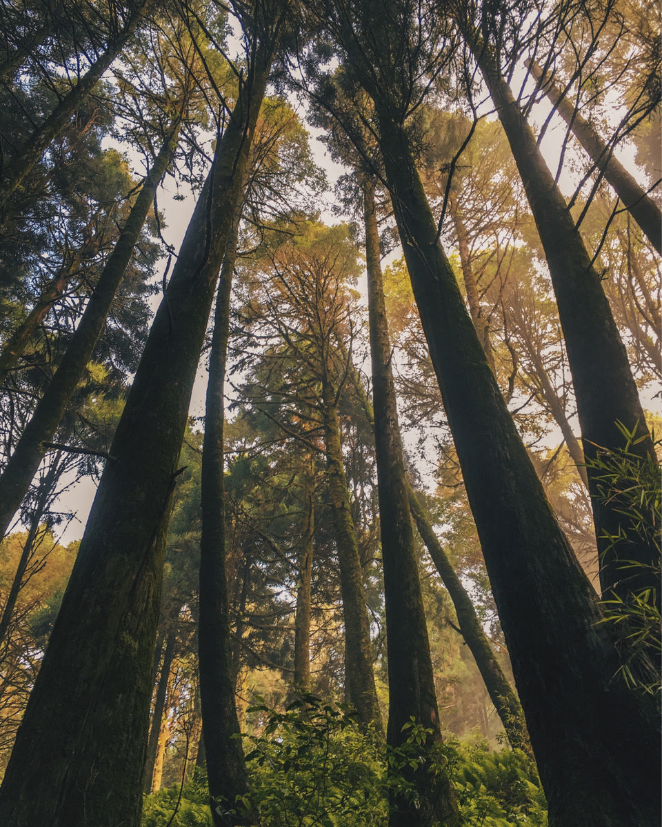 Photo of Chatakpur Road, Sonada Forest, Darjeeling, West Bengal, India by Srideep Ghosh