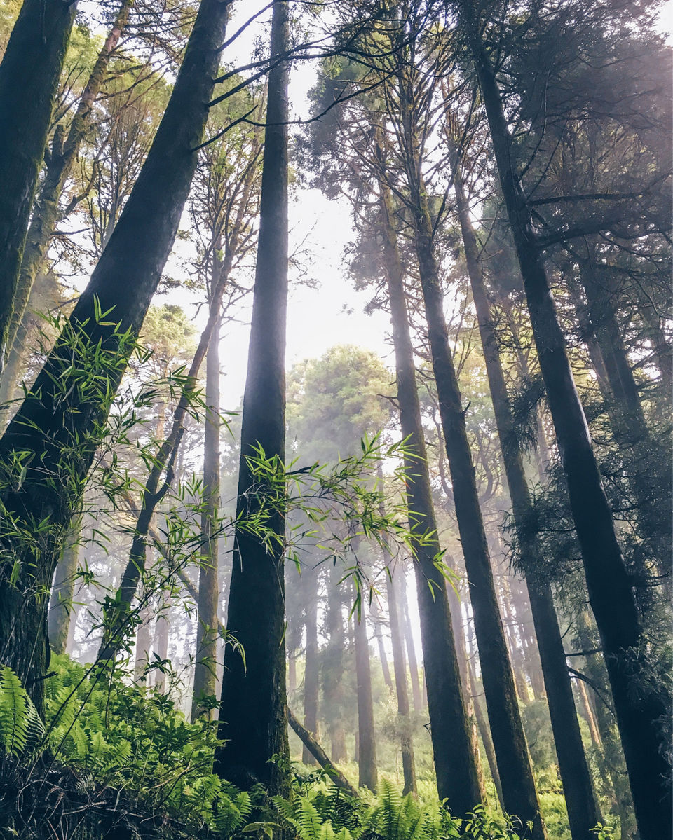 Photo of Chatakpur Road, Sonada Forest, Darjeeling, West Bengal, India by Srideep Ghosh
