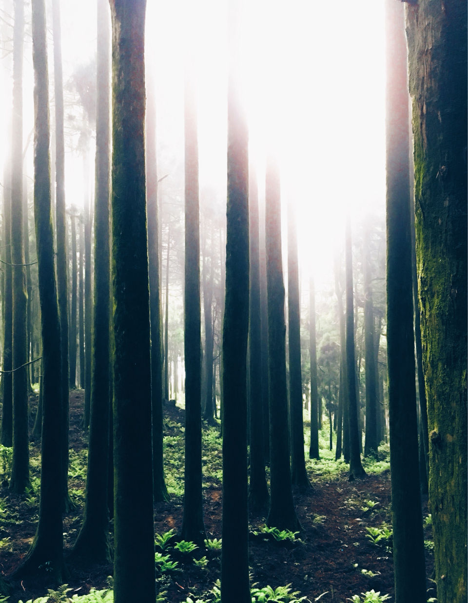 Photo of Chatakpur Road, Sonada Forest, Darjeeling, West Bengal, India by Srideep Ghosh