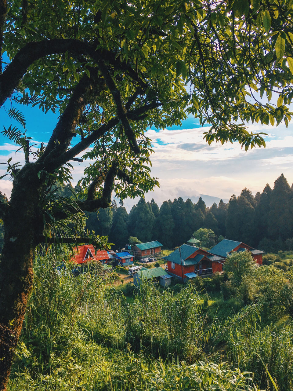 Photo of Chatakpur Road, Sonada Forest, Darjeeling, West Bengal, India by Srideep Ghosh