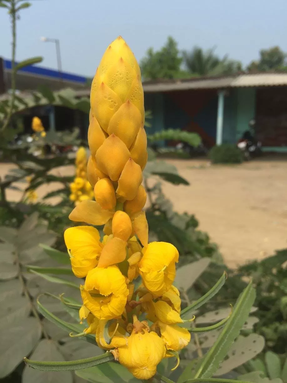 Photo of Kauncha, Dadra and Nagar Haveli, India by Mohal Banker
