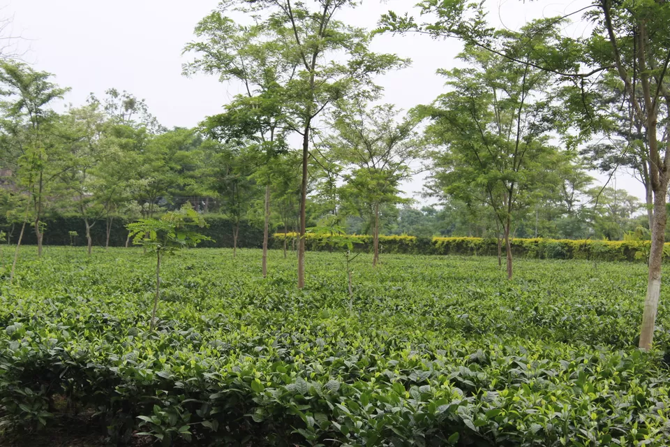Photo of Dibrugarh, Assam, India by Mohal Banker