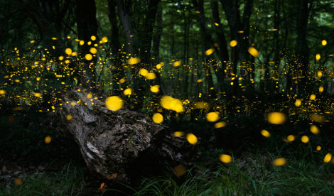 Photo of Fireflies trail-Purushwadi 12/13 by Mohal Banker