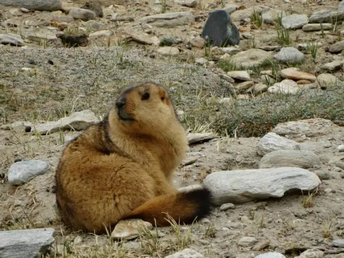 Photo of Tso Moriri by Mohal Banker