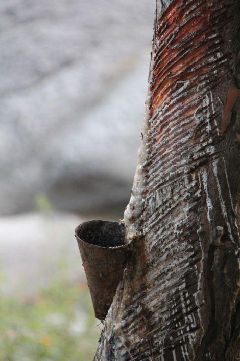 Photo of Life is not number of days you live but number of days you remember-Bir billing & palampur by Mohal Banker