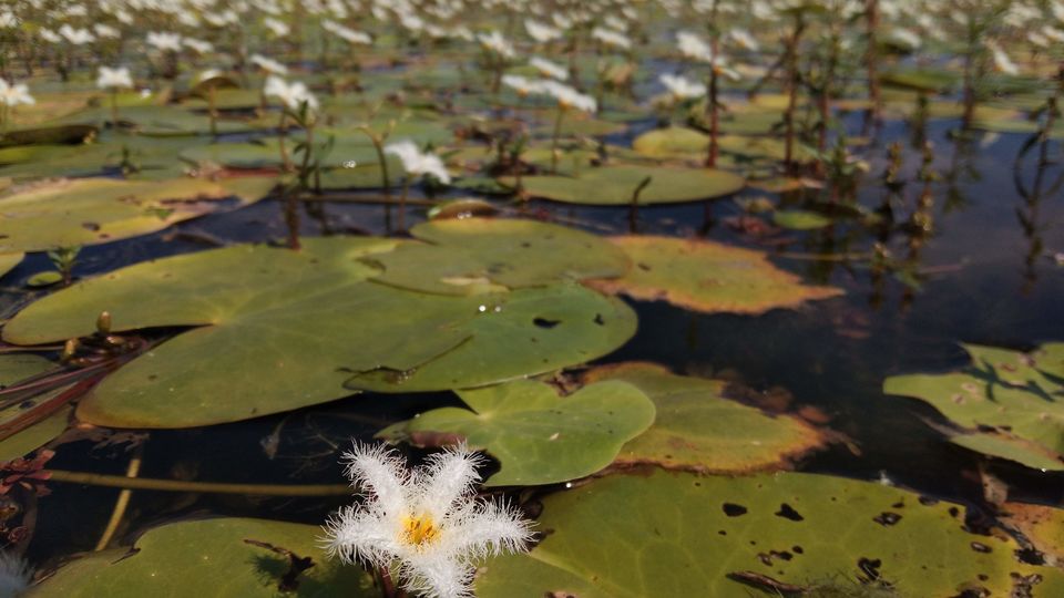 Photo of Our own 'Valley of Flowers' #MaharashtraTourism #kaasPlatue #satara 6/18 by Priyanka Dwivedi