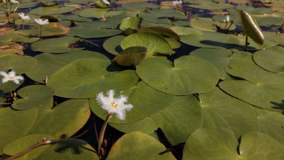 Photo of Our own 'Valley of Flowers' #MaharashtraTourism #kaasPlatue #satara 8/18 by Priyanka Dwivedi