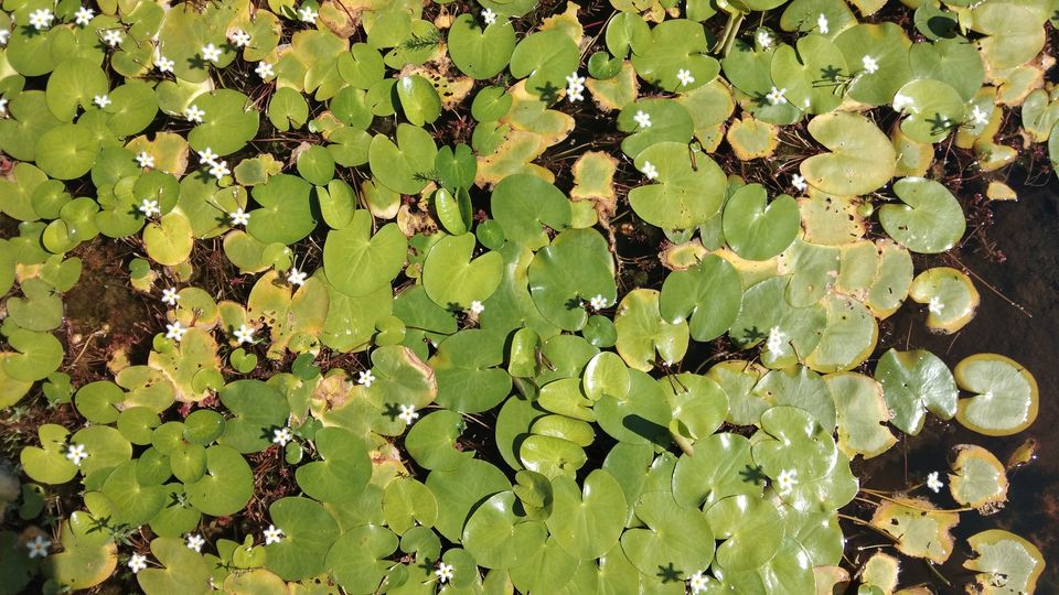 Photo of Our own 'Valley of Flowers' #MaharashtraTourism #kaasPlatue #satara 10/18 by Priyanka Dwivedi